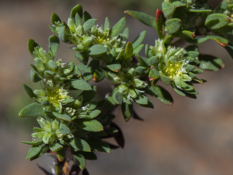 Paronychia polygonifolia.10