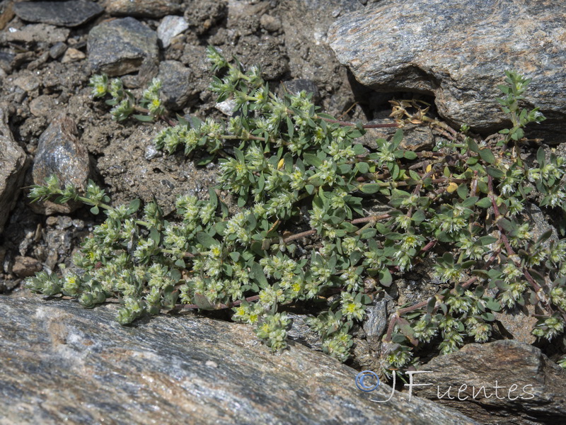 Paronychia polygonifolia.11