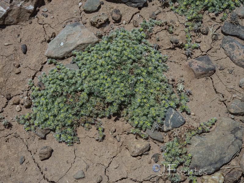 Paronychia polygonifolia.14