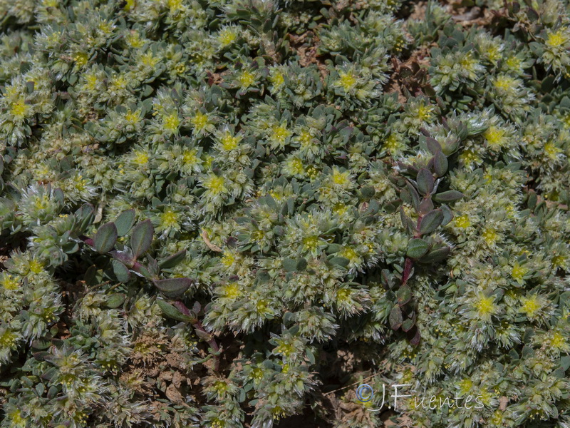 Paronychia polygonifolia.15