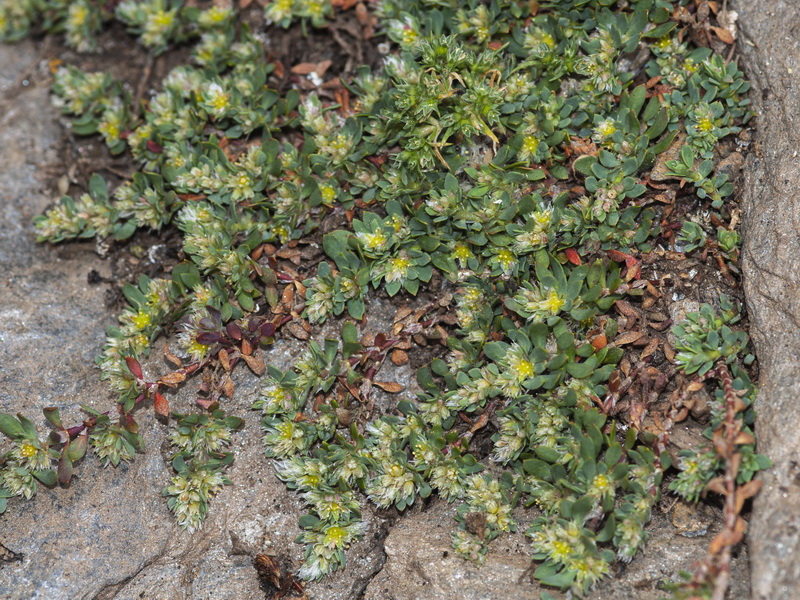 Paronychia polygonifolia velucensis.01