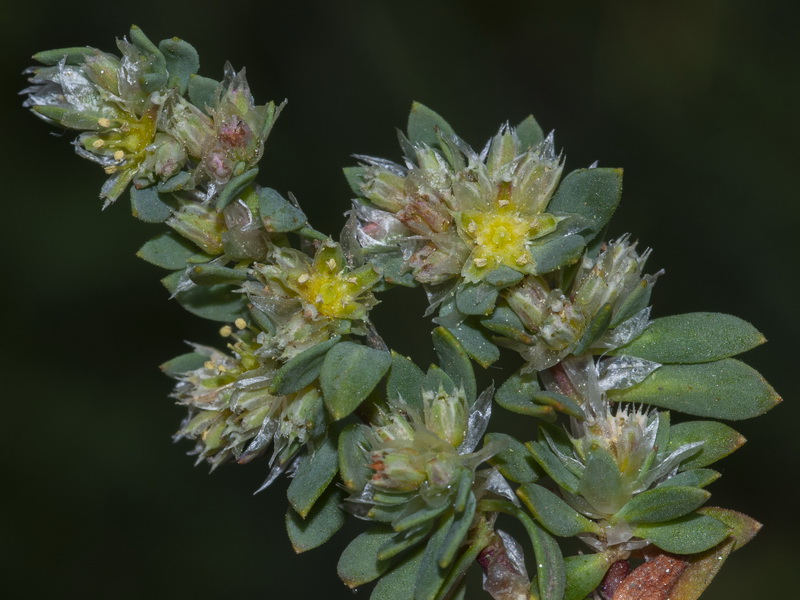 Paronychia polygonifolia velucensis.03