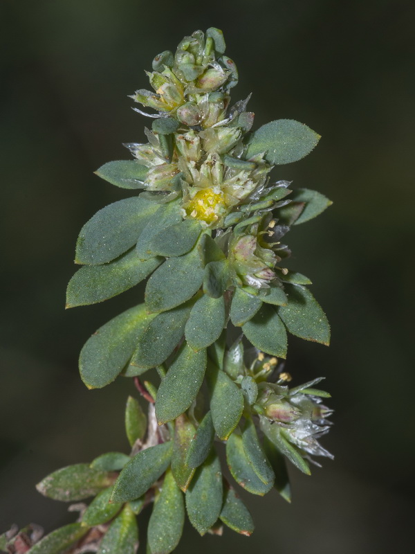 Paronychia polygonifolia velucensis.04