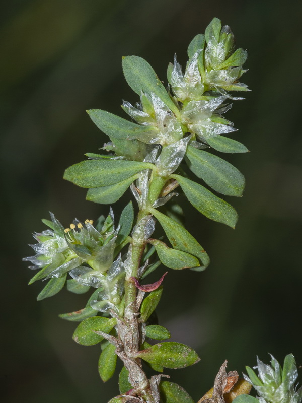 Paronychia polygonifolia velucensis.05