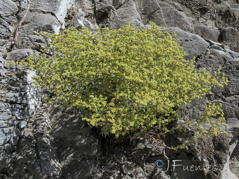 Paronychia suffruticosa hirsuta.01