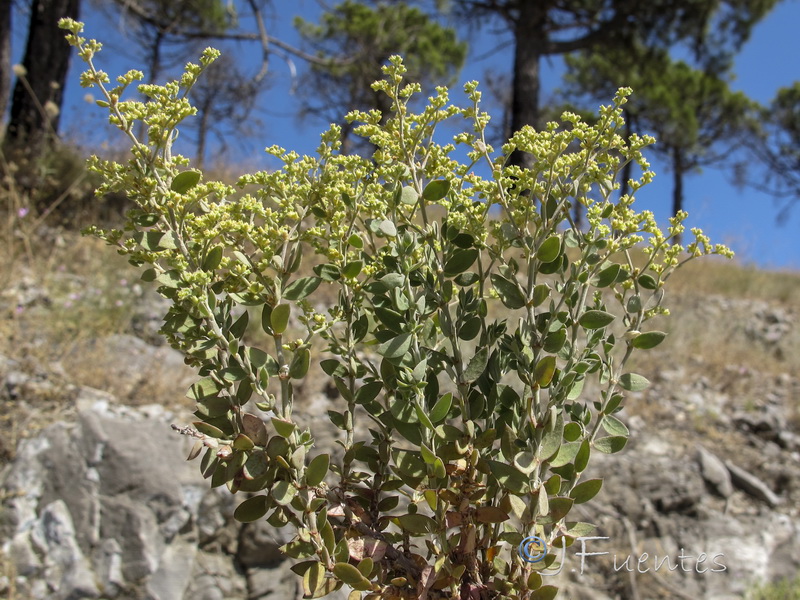 Paronychia suffruticosa hirsuta.02