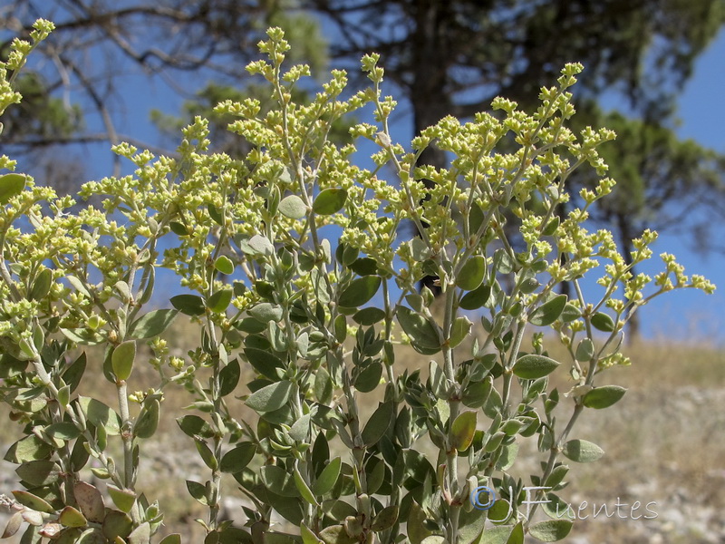 Paronychia suffruticosa hirsuta.03