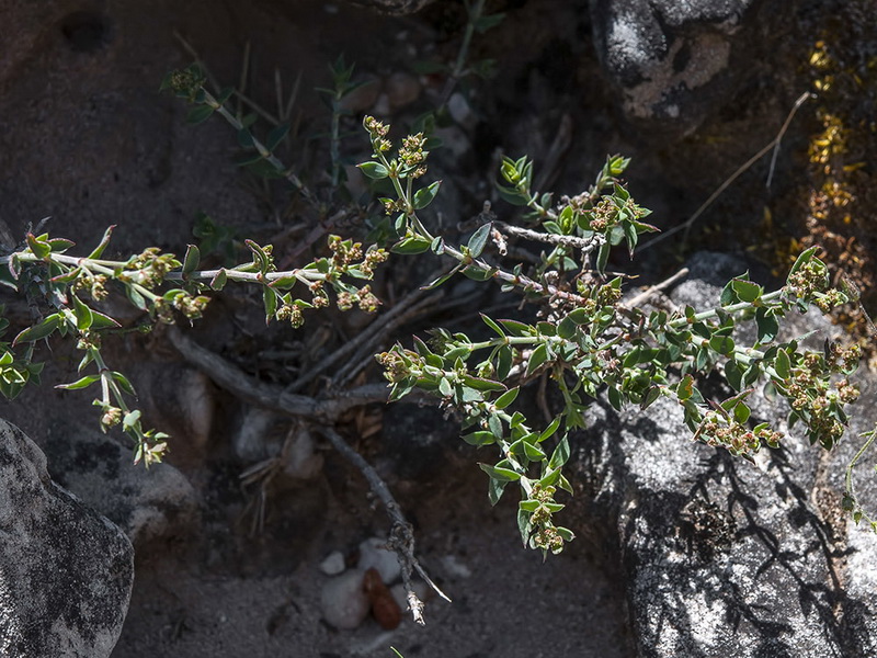 Paronychia suffruticosa hirsuta.05