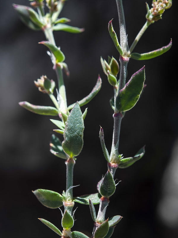 Paronychia suffruticosa hirsuta.06