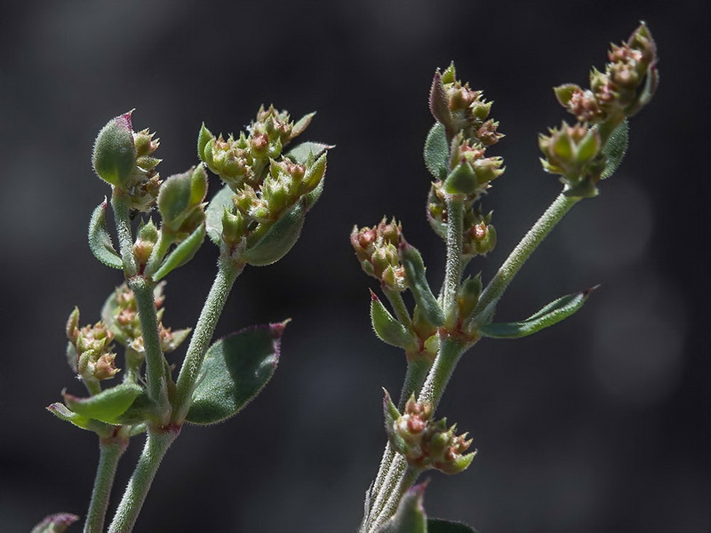 Paronychia suffruticosa hirsuta.07