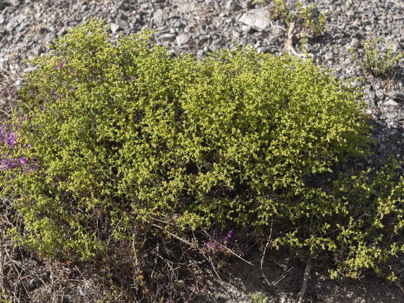 Paronychia suffruticosa suffruticosa.01