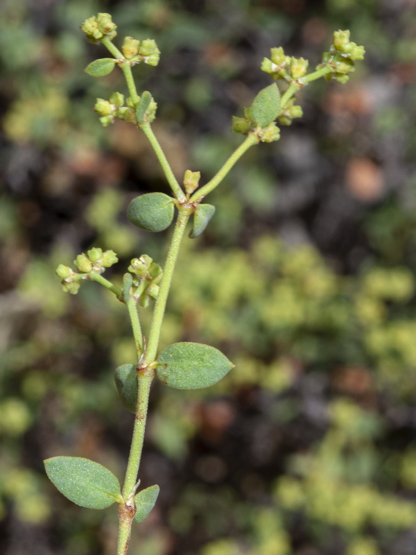 Paronychia suffruticosa suffruticosa.03