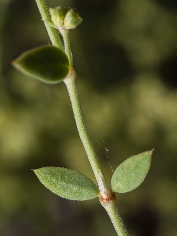 Paronychia suffruticosa suffruticosa.04
