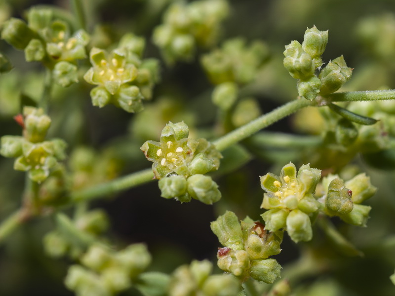 Paronychia suffruticosa suffruticosa.06
