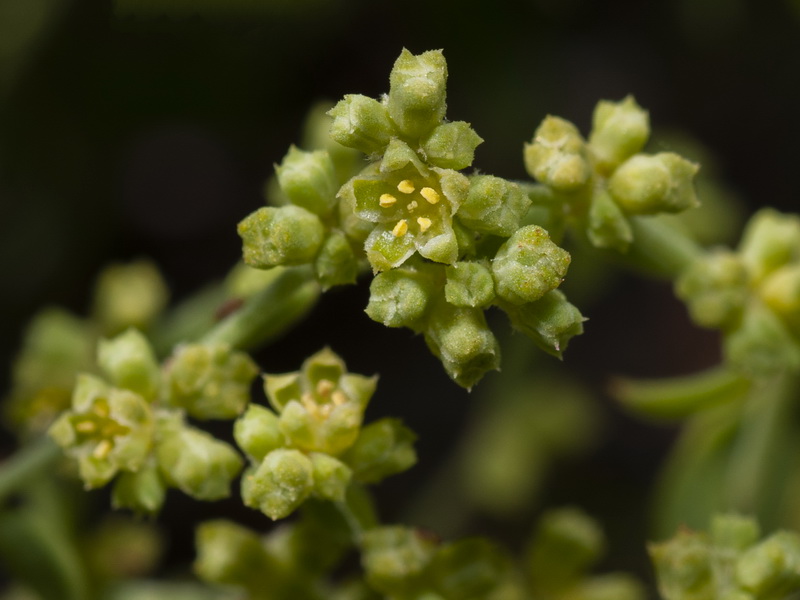 Paronychia suffruticosa suffruticosa.07