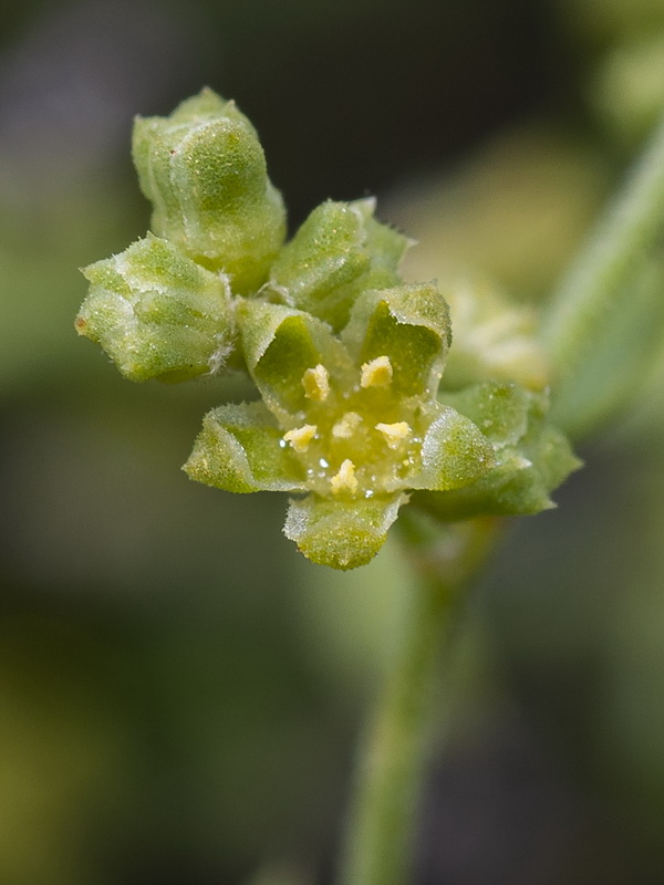 Paronychia suffruticosa suffruticosa.11