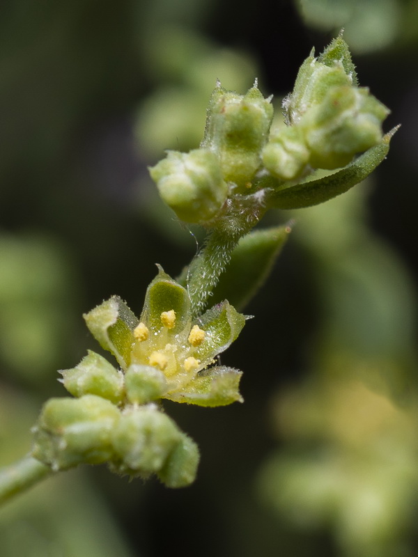 Paronychia suffruticosa suffruticosa.12