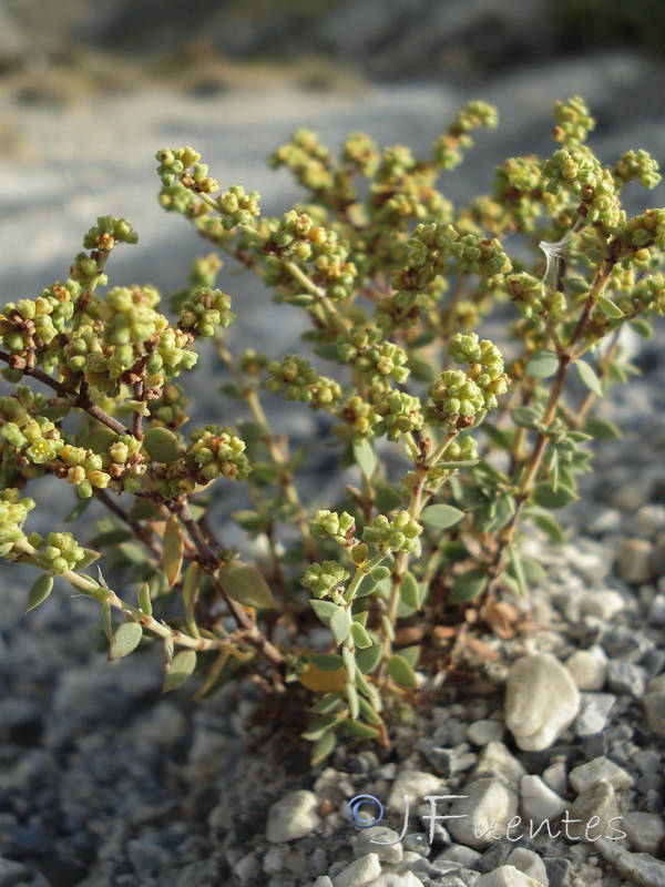Paronychia suffruticosa suffruticosa.13