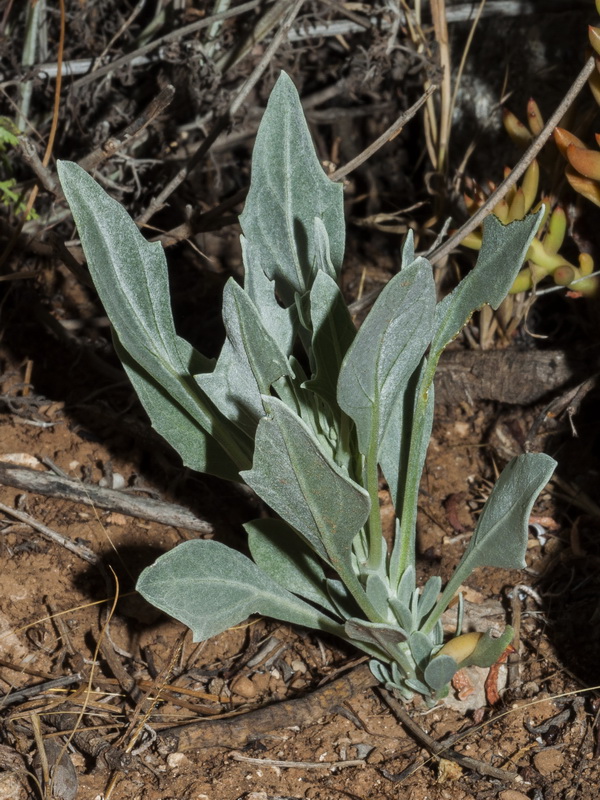 Parthenium argentatum.06