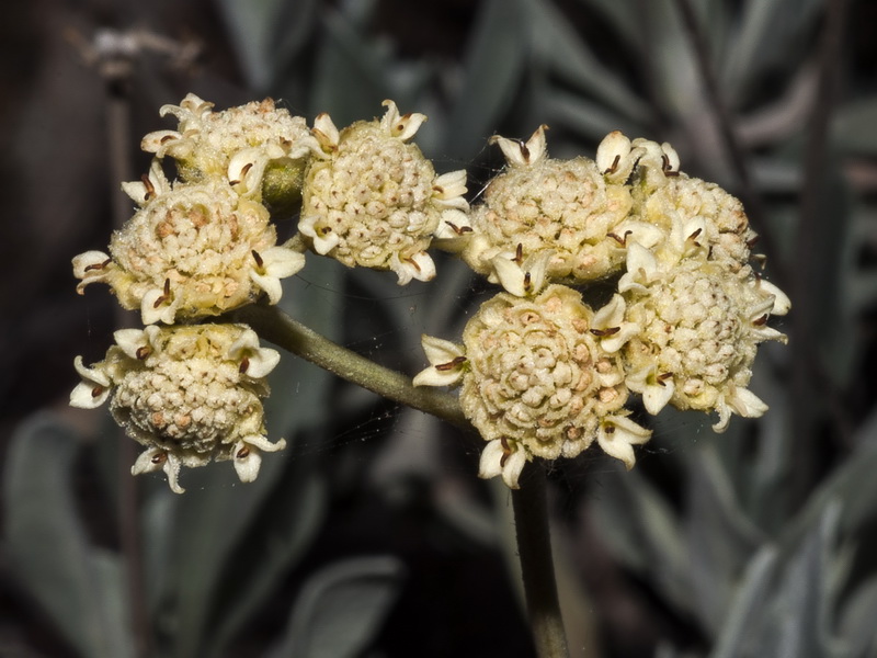 Parthenium argentatum.11