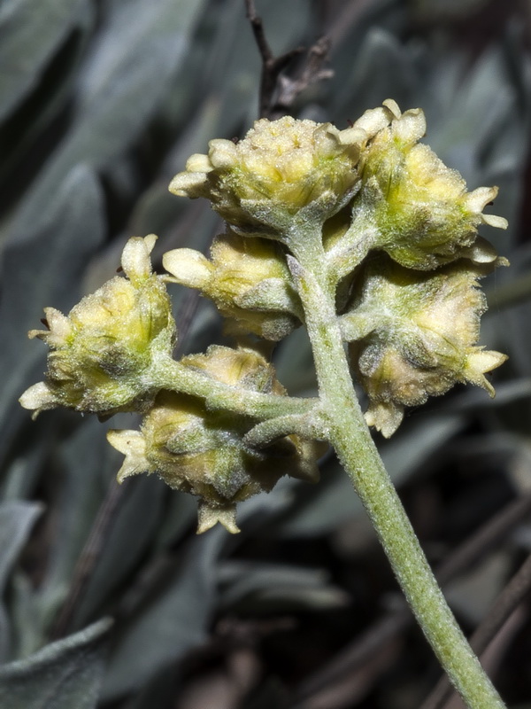 Parthenium argentatum.14