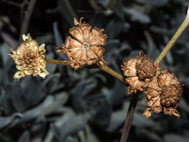 Parthenium argentatum.15