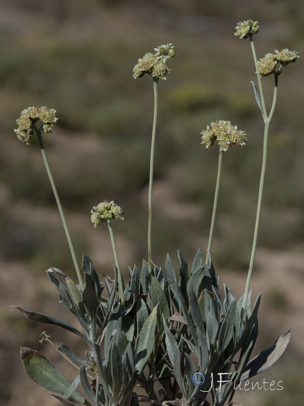 Parthenium argentatum.16