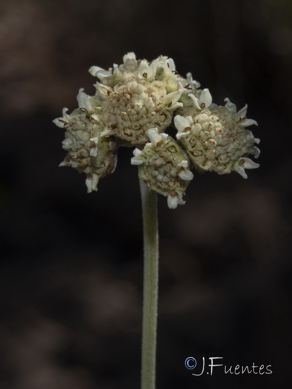 Parthenium argentatum.12