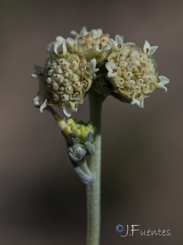 Parthenium argentatum.20