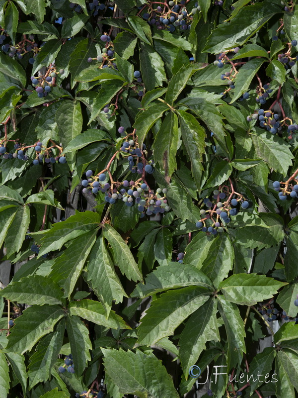 Parthenocissus quinquefolia.01