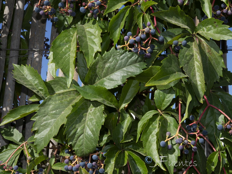 Parthenocissus quinquefolia.02