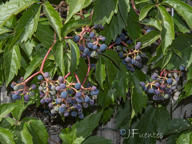 Parthenocissus quinquefolia.03
