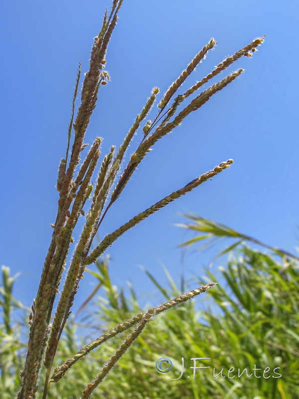 Paspalum dilatatum.02
