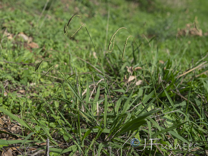 Paspalum dilatatum.03