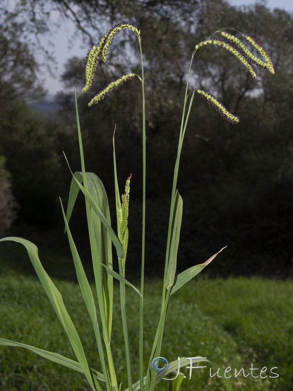 Paspalum dilatatum.04