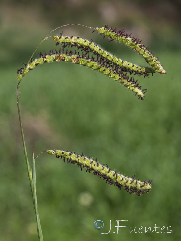 Paspalum dilatatum.05