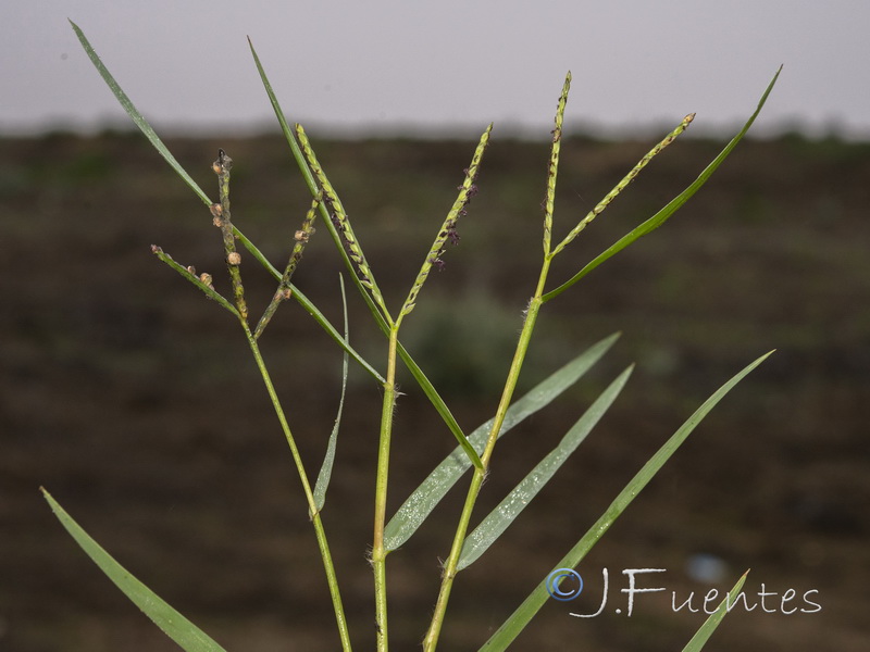 Paspalum distichum.01