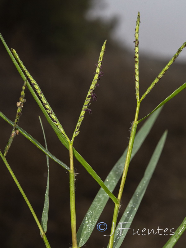Paspalum distichum.02