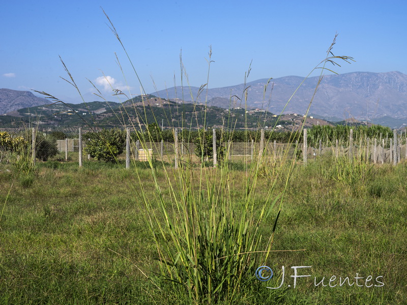 Paspalum urvillei.01