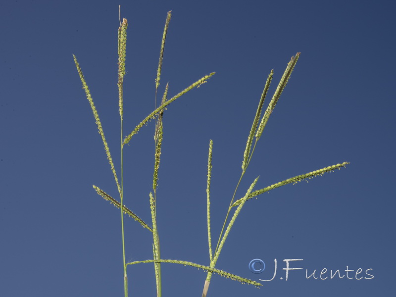Paspalum urvillei.02