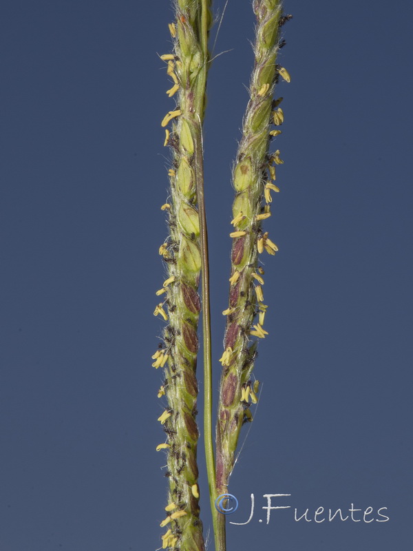 Paspalum urvillei.05