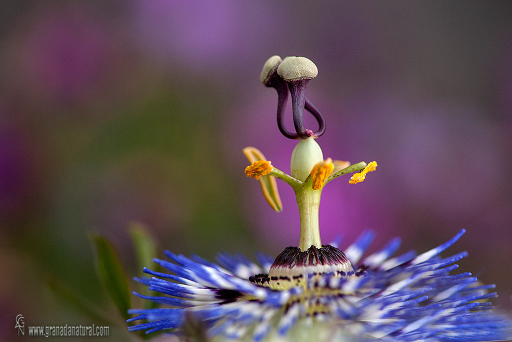 Passiflora caerulea