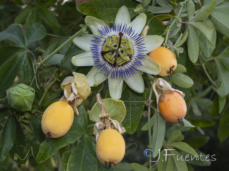 Passiflora caerulea.02