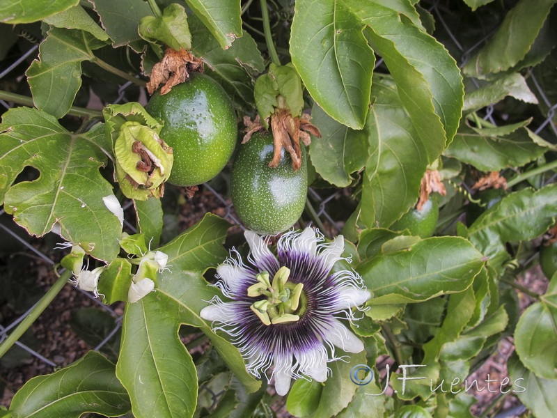 Passiflora edulis.01