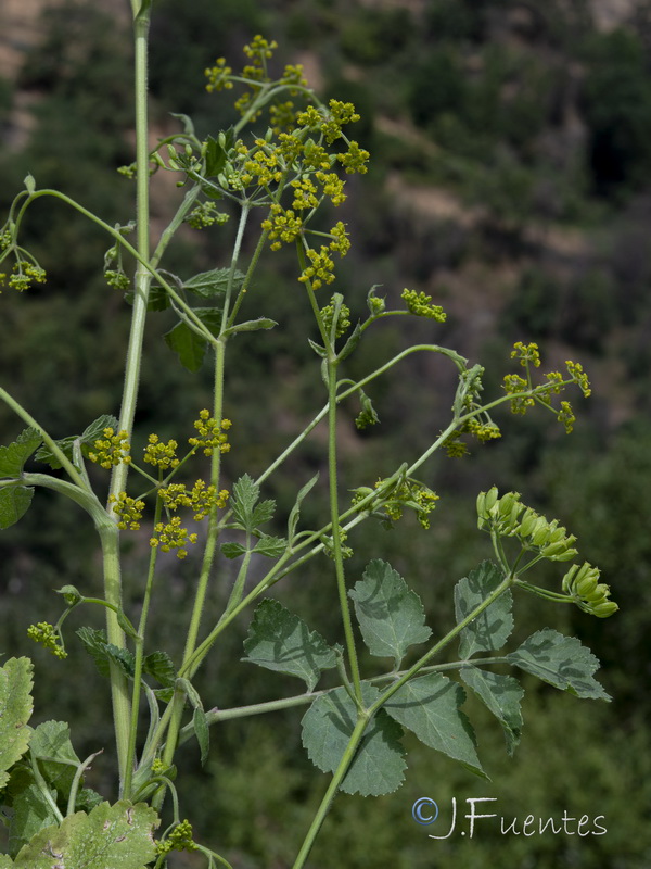 Pastinaca sativa sativa.08