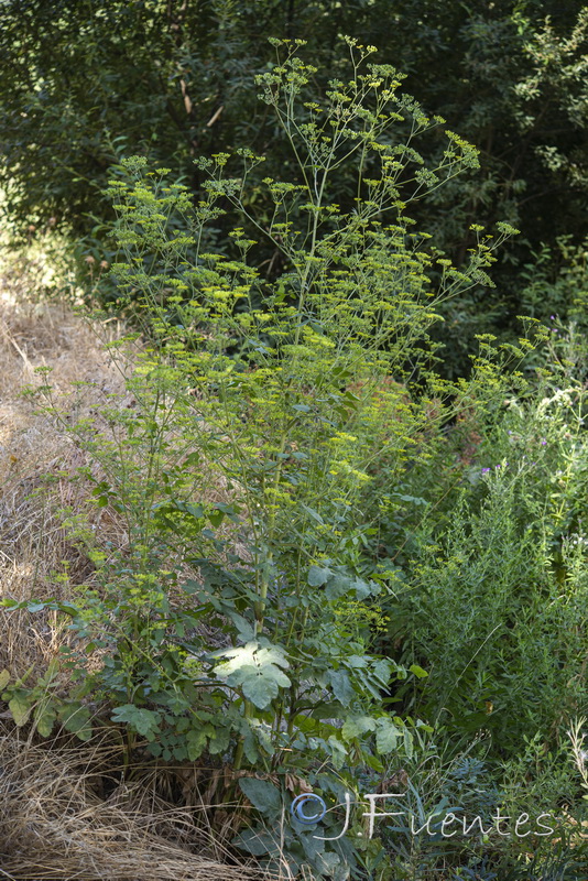 Pastinaca sativa sylvestris.01