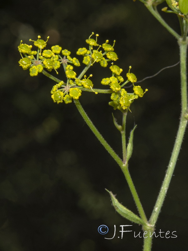 Pastinaca sativa sylvestris.06