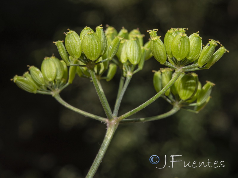 Pastinaca sativa sylvestris.07