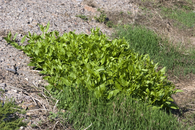 Patellifolia patellaris.01