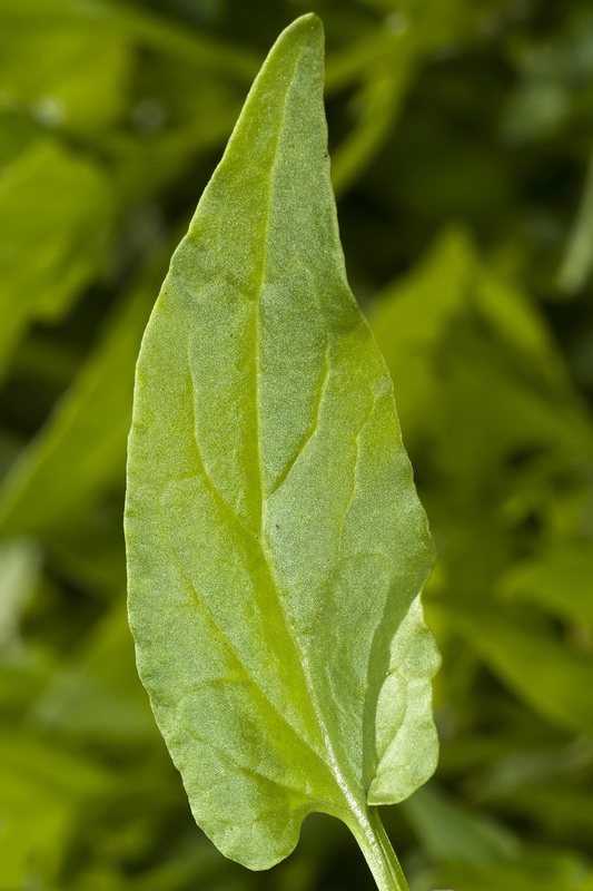 Patellifolia patellaris.08